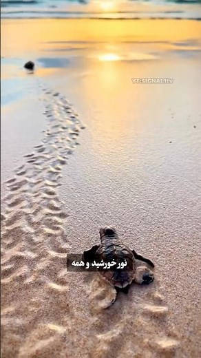 چطور دخالت انسان مسیر زندگی بچه‌لاک‌پشت‌ها رو عوض می‌کنه.