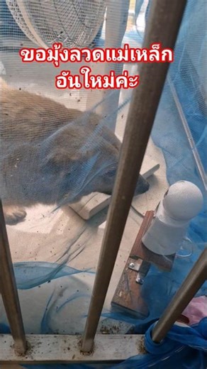 Hello! I'd like to replace my window screen. The old one has a big hole and mosquitoes are gettin...