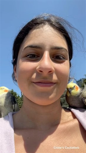 My old man #cockatiel #birds #parrot #cuteanimals #adventure