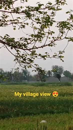 village life routine vlog 🌿🥀#youtubeshort#dailyroutine2026