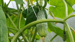 Bush cucumber plant growing in the home greenhouse, Stock Video