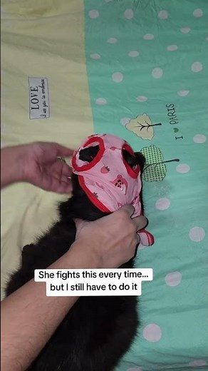 My Senior Cat Fights This Every Time
