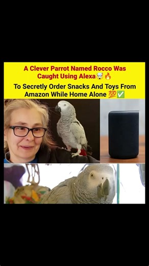 A Clever Parrot Named Rocco was Caught Using Alexa 🤯