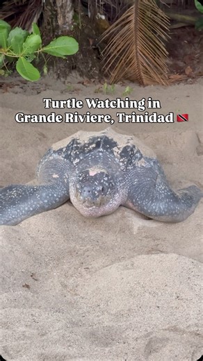 17 reactions · 5 comments | Waking up early to watch leatherback sea turtles finish their nests on the shores of Grand Riviere, Trinidad  (footage from May 2025, all participants were accompanied by a local guide) #trinidad #seaturtle #wildlife #nature #travel | Jared Ranahan | Facebook