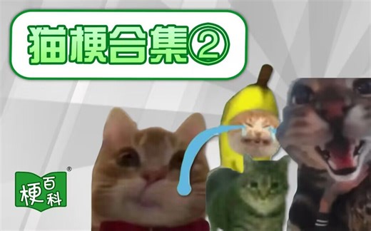 【梗百科】香蕉猫还在哭？Oiiaioooooiai？讲不完的猫梗！