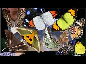 Exploring Nature After Dark: Incredible Butterflies & Moths