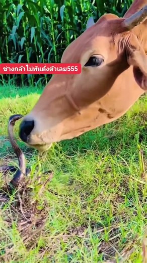 Boots, Mud & Mayhem – A Day with the Farmer Girl