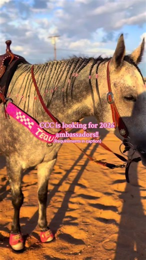 Join Classy Custom Collars as a 2026 Ambassador