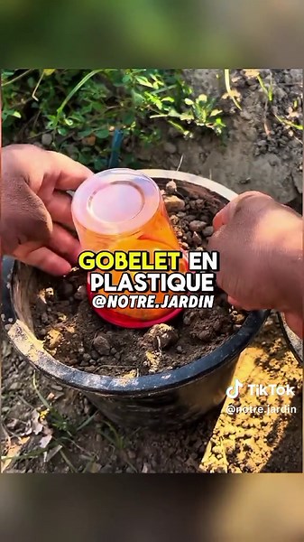 Cultivez un citronnier à partir d'une orange !