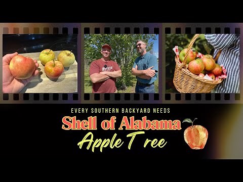 "Shell of Alabama" Apple Tree: Why Every Deep South Backyard Needs this Tree!