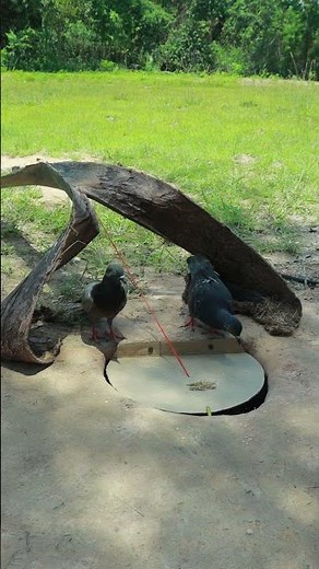 Really simple creative diy bird trapping technique making from paper #shorts #ytshort