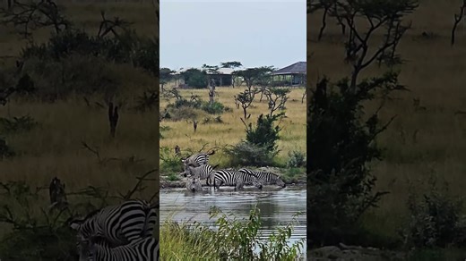 Zebra Seen Up Close on a Peaceful Safari Walk