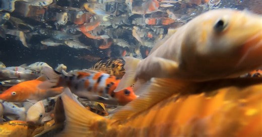 Could your goldfish be from Indiana? Martinsville fishery turns 100