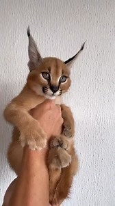 1.8K views · 49 reactions | So sweet Caracal kitten girl殺❤️ #royalstatuscat #caracal #каракал #floppa #floppacat #floppacaracal #floppamemes #floppameme #caracalkitten #caracalcat #caracalcats #caracat #caracatf1 | Cattery Royalstatuscat | Facebook
