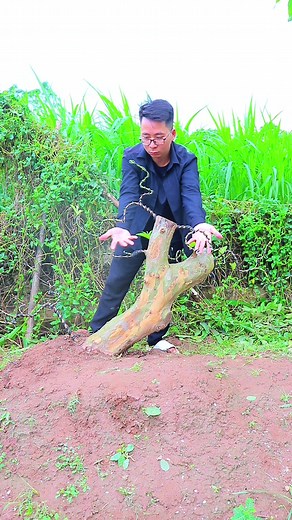 Cách Biến Cây Ổi Thành Bonsai Đẹp