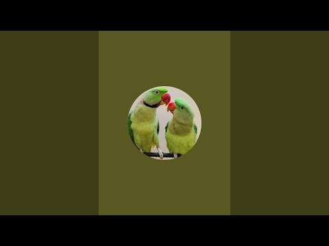 Parrot Sound is live