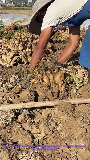 Ginger Harvest: Farmers Dig Up Fresh Ginger From Soil