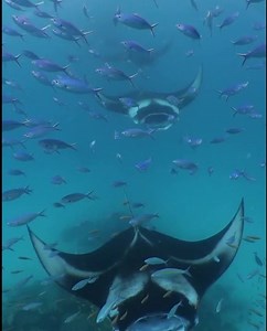 29K views · 226 reactions | MANTA MANTA The Baa Atoll plays host to...