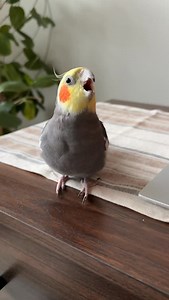 114K views · 7.6K reactions | A hiss with a side of dibbydoo please #cockatiel #parrot #bird #yumyumthetiel #dibbydoo #throwbackthursday | Yumyumthetiel | Facebook