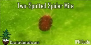 Two-Spotted Spider Mite - Coco For Cannabis
