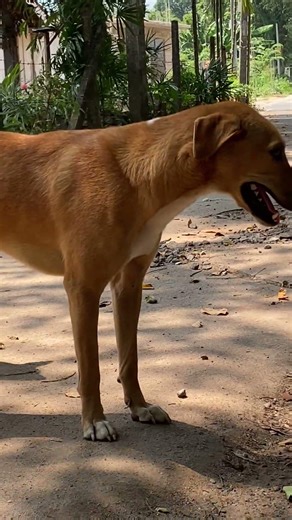 Dog Love 🐶 #animalstories #animals #nature #animalsfunny #animallife