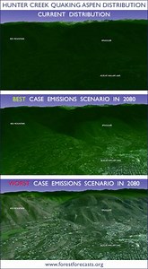 Aspen could become too warm for its namesake tree by 2030