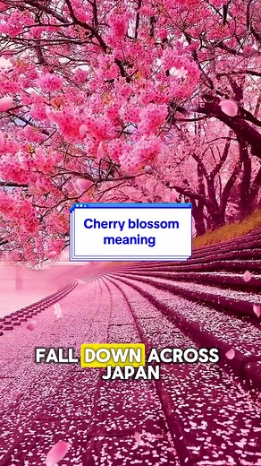 Japanese Cherry Blossom: Meaning, Symbolism, and History