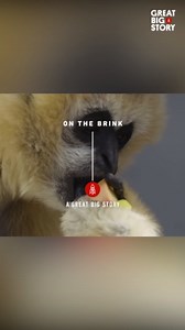 Asterix and Nate, a glimpse into the world of northern white-cheeked gibbons