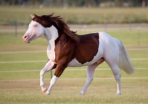 EPIC TITAN - IN FOAL PARTNERS QUARTER HORSE STALLIONS