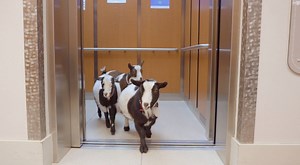 135 reactions · 95 shares | We recently had some special advisors...