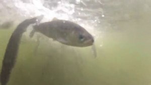 Stocking Rainbow Trout from the William Jack Hernandez Sport Fish Hatchery - larger file "full" version