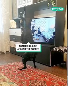 1.4M views · 30K reactions | This dog has a better fitness regime than most humans!  | Furry Tails | Facebook