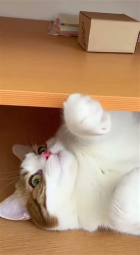 【前足掛け】棚の真下で仰向けの猫、伸びた前足で頭上の物を引っかけて落とした#cats #short #猫 #cat #猫ミーム