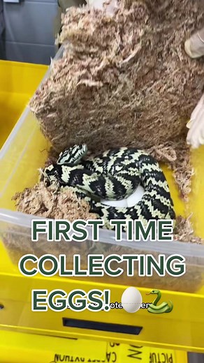 Our first time collecting eggs! This is our very first clutch! 🥚🐍 #mfareptiles #snakes #snakebreeder #snakebreeders #snakebreedersoftiktok #snaketok #snaketok🐍 #snakesoftiktok #snake #snakelove #snakelover #snakekeeper #snakekeepers #snakeeggs #python #pythons #pythonsnake #carpetpython #carpetpythonsoftiktok #snakekeeping #snakedad #snakemom #reptiles #reptilesoftiktok #reptilelover #reptiletok