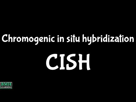 Chromogenic In Situ Hybridosation | In Situ Technique | CISH |