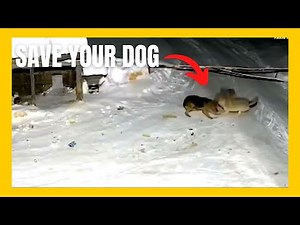 How to Keep Your Dogs Safe from Wolf Attacks