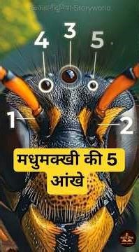 मधुमक्खी की 5 आँखें? सच जानकर चौंक जाएंगे! 🐝 Did You Know Bees Have 5 Eyes? 🐝 #beescience