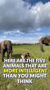 The 5 Most Intelligent Animals on the Planet! | Explore - The Best of Innovation