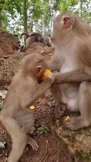 Great mom Rose and baby Robin🐒#monkey #feeding #feedinganimals #virals #cutemonkey | Monkey Care