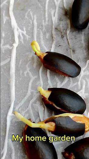 Chiku Seed Germination / Sapodilla Tree Propagation by Seed.