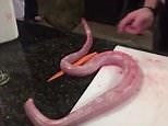'Zombie snake' attacks chef after being skinned and gutted