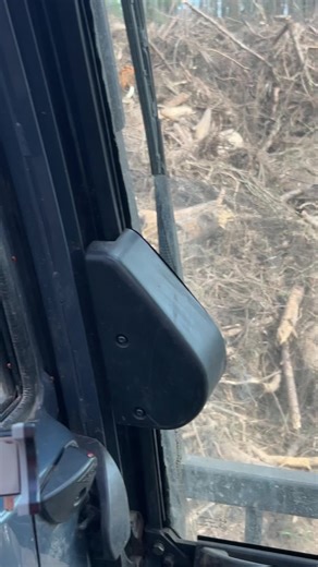 Understanding Ladybugs: Fascinating Facts and Benefits