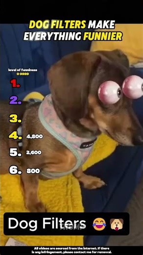 Dog Filters Make Everything Funnier