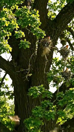 Tree Birds Nests & Beautiful Relationships 🐦🌿 | Nature’s Bond | Watch Till End