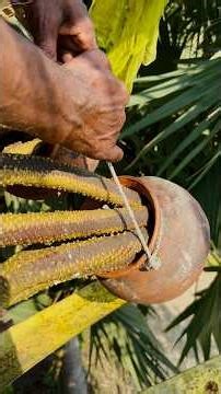 How Palm Sap is Collected | Natural Tree Tapping Step by Step Full Process. 😱 #ancienttrees