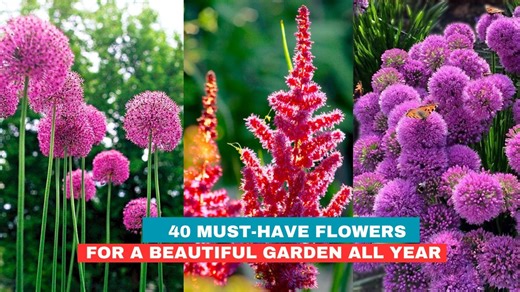 Flowers that turn any garden corner into a blooming paradise