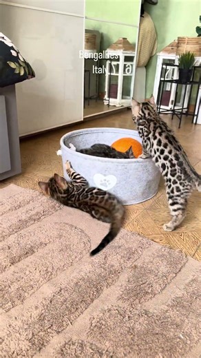 BengalBest daily routine 😅 our kittens are always busy