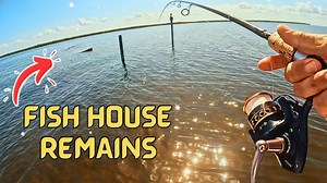 Rat Red, Pelican & Sharks on the Oyster Bar