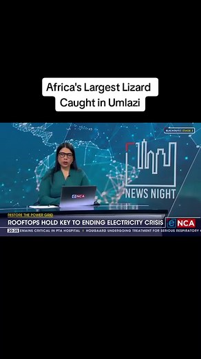 Umlazi's Largest Lizard: Insights on Nile Monitors