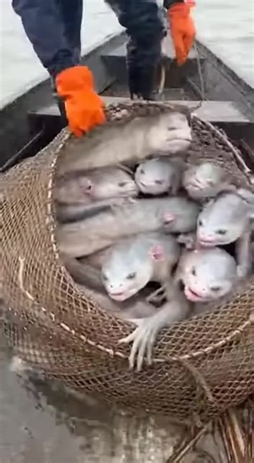 New Alien Hybrid Sea Creature 👽🧬👾 #alien #hybrid #seacreatures #alienspecies #extraterrestre